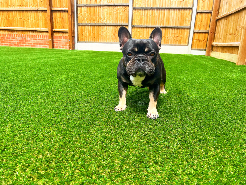 Pet-Friendly-Artificial-Grass